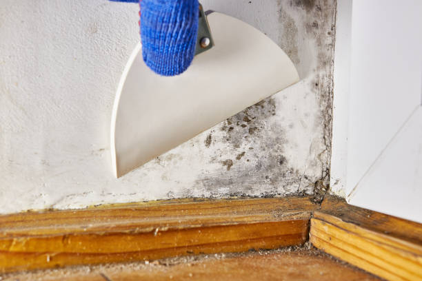 Mold Remediation for Rental Properties in Bellaire, TX